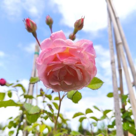 Роза чайно-гибридная Пич Мельба