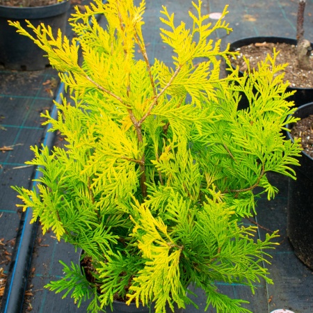 Туя западная "Еллоу Риббон" / Thuja occidentalis Yellow Ribbon