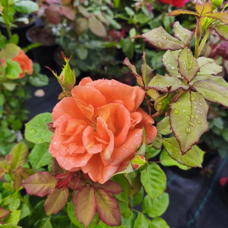 Роза Вестерленд