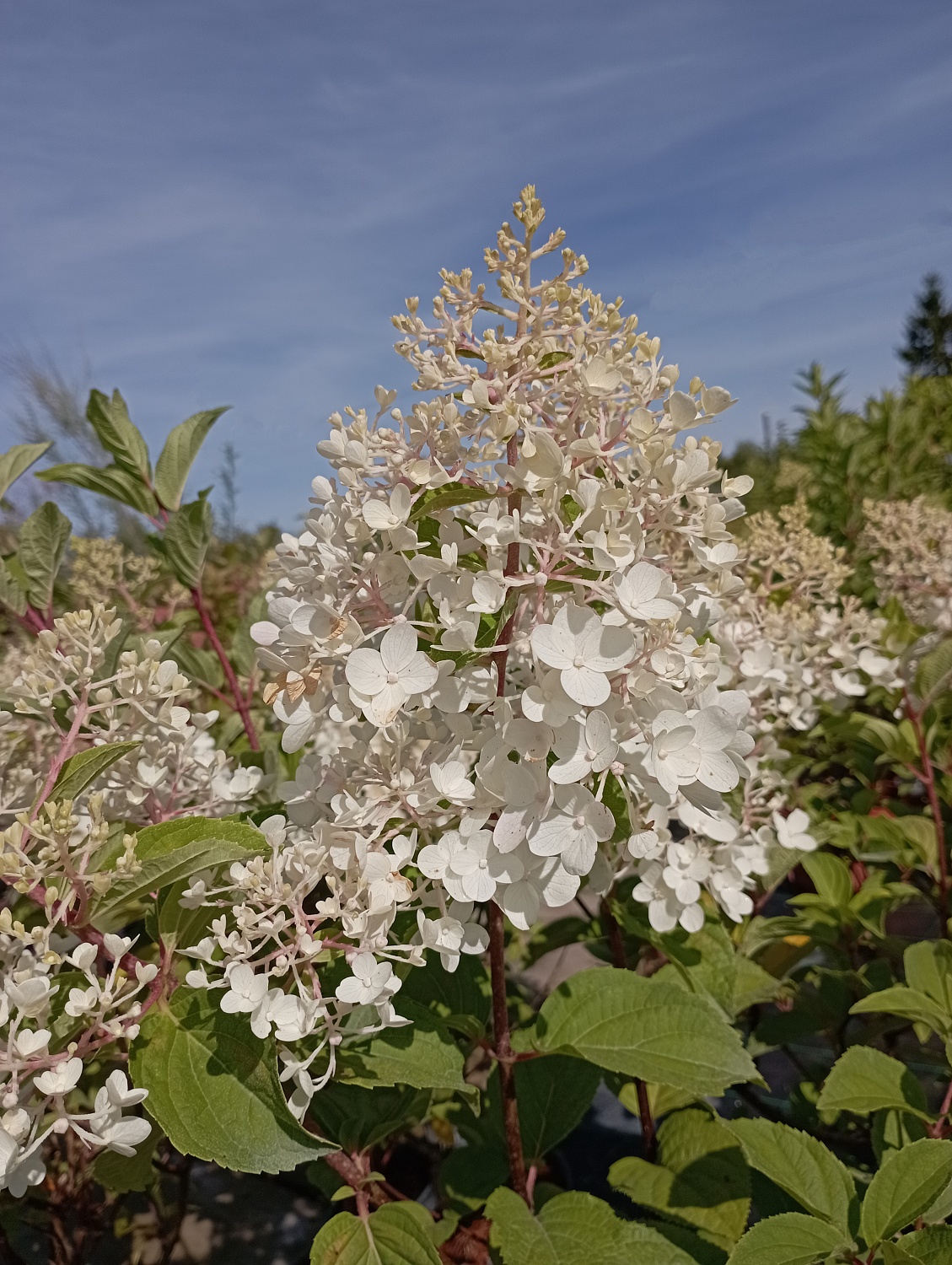 Гортензия метельчатая "Fraise Melba" (Фрайз Мельба)