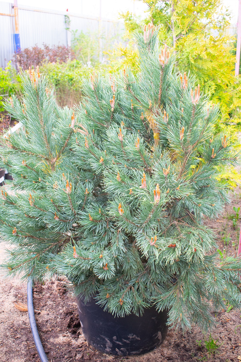 Сосна обыкновенная "Ватерери" / Pinus sylvestris "Watereri" Сосна обыкновенная "Ватерери" / Pinus sylvestris "Watereri"