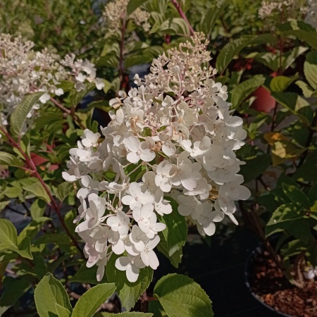 Гортензия метельчатая "Fraise Melba" (Фрайз Мельба)