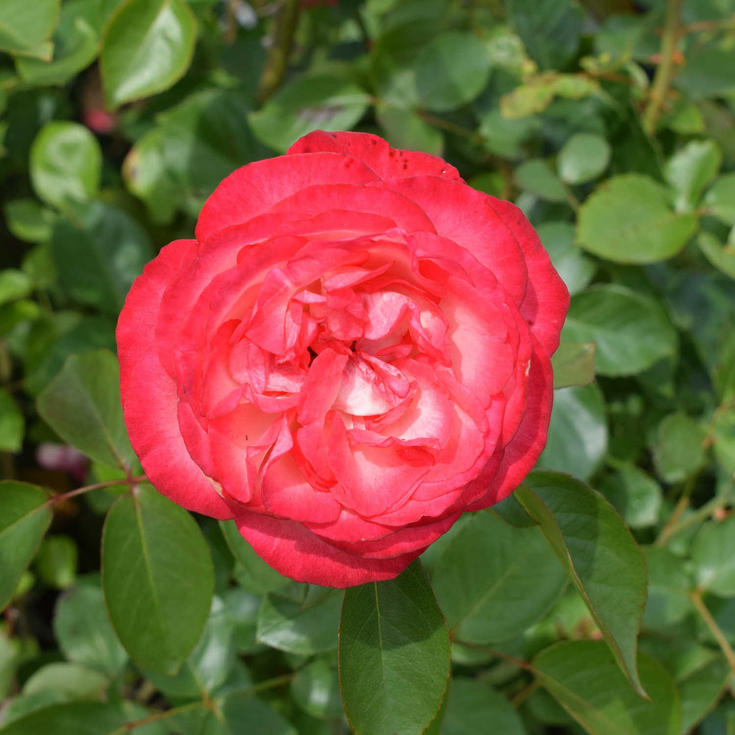 Розы красные… Розы прекрасные…. Или 200 сортов кустовых роз, которые могут украсить ваш сад и вашу жизнь!