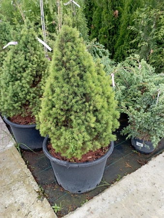 Ель сизая "Conica"