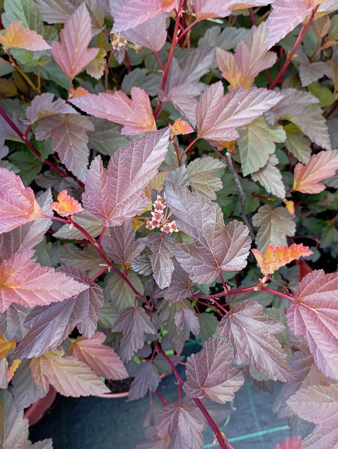 Пузыреплодник калинолистный "Diabolo"