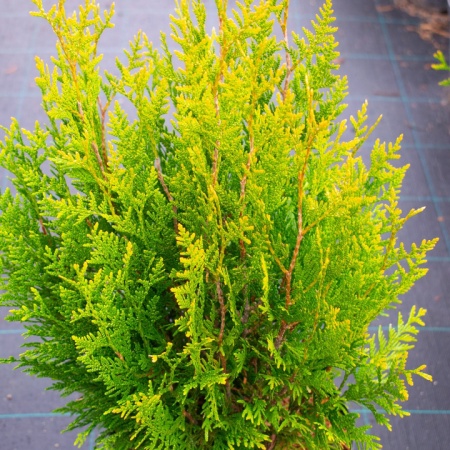 Туя складчатая (гигантская) "Корник" / Thuja plicata "Kornik"