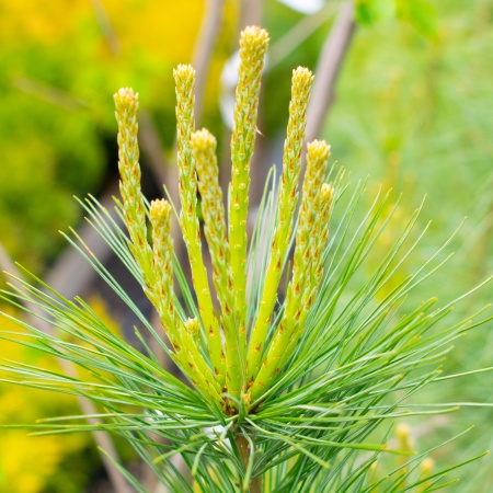 Сосна "Веймутова"