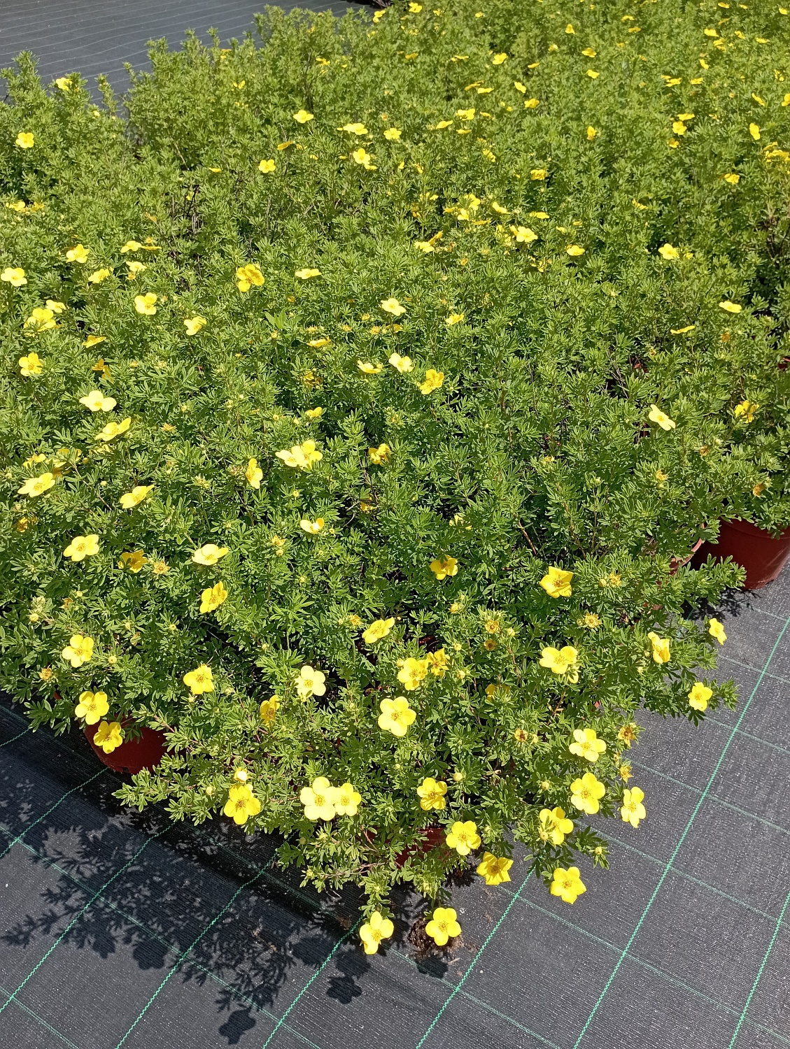 Лапчатка "Goldfinger" (Голдфингер)