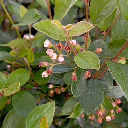 Кизильник  "Блестящий"