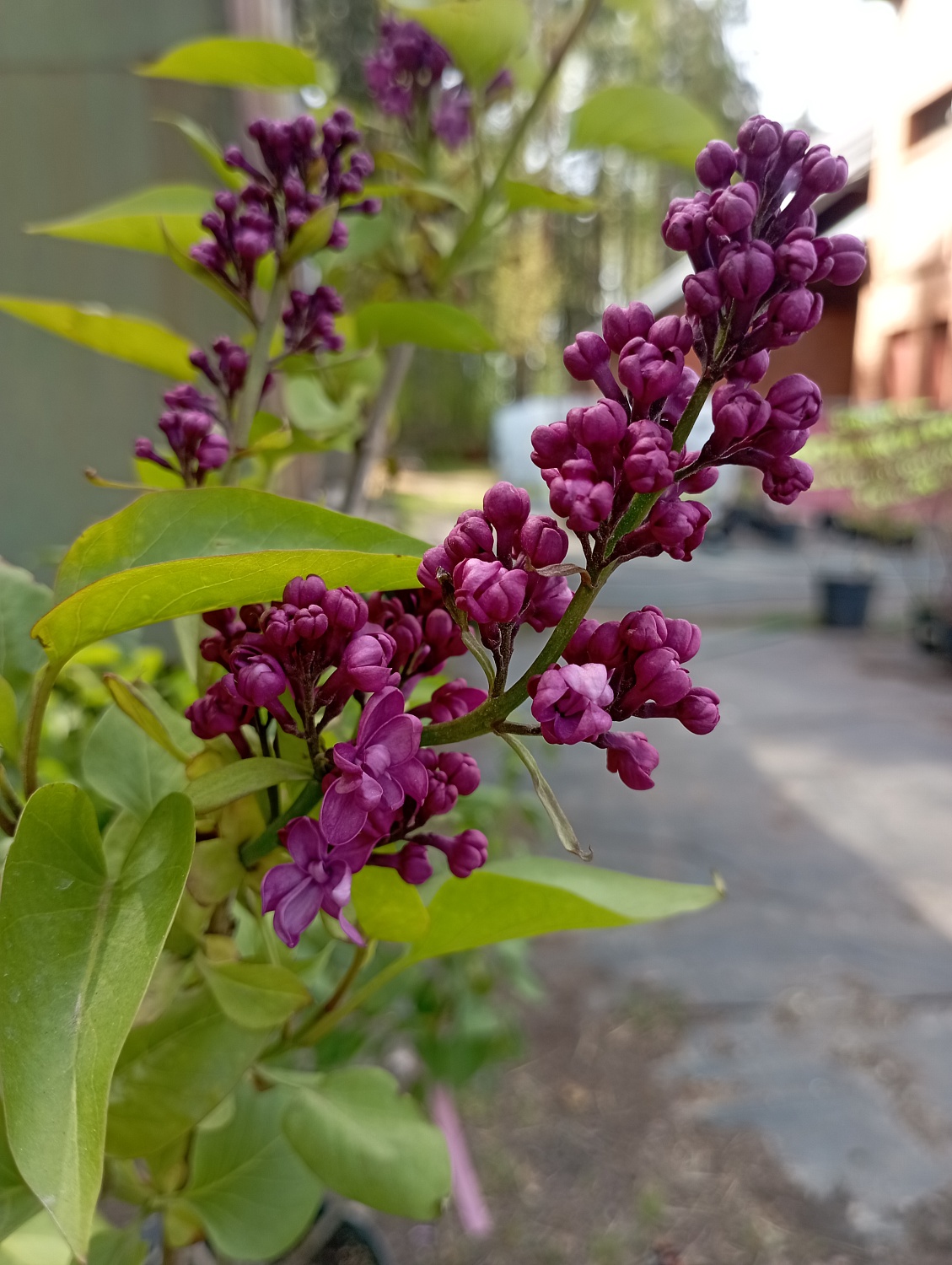 Сирень "Маршал Соколовский"