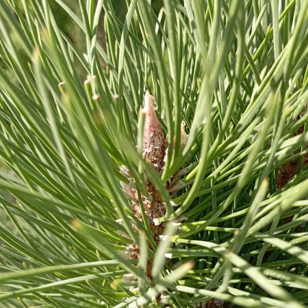 Сосна черная "Green Tower"