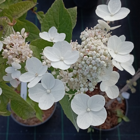 Гортензия "Wim`s Red"