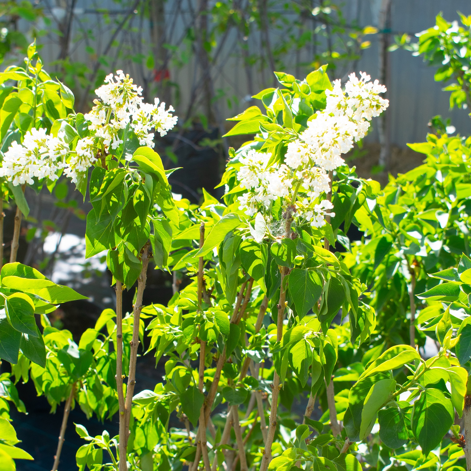 Декоративные деревья и кустарники: реальная красота