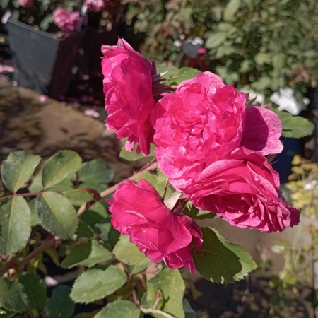 Роза шраб "Морден Руби" (Morden Ruby ) Роза шраб "Морден Руби" (Morden Ruby )