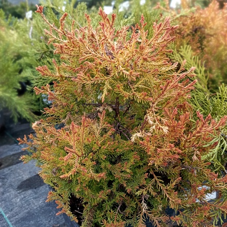 Туя западная  "Fire Chief"