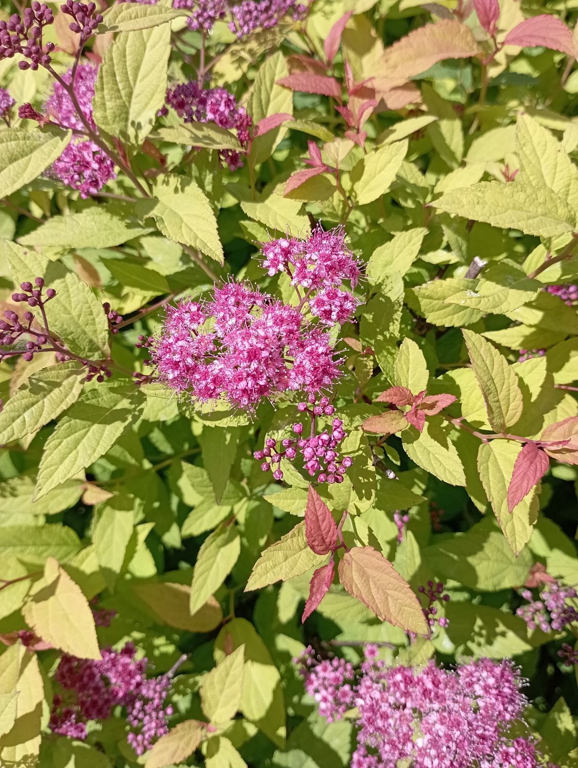 Спирея японская "Goldflame" (Голдфлейм)