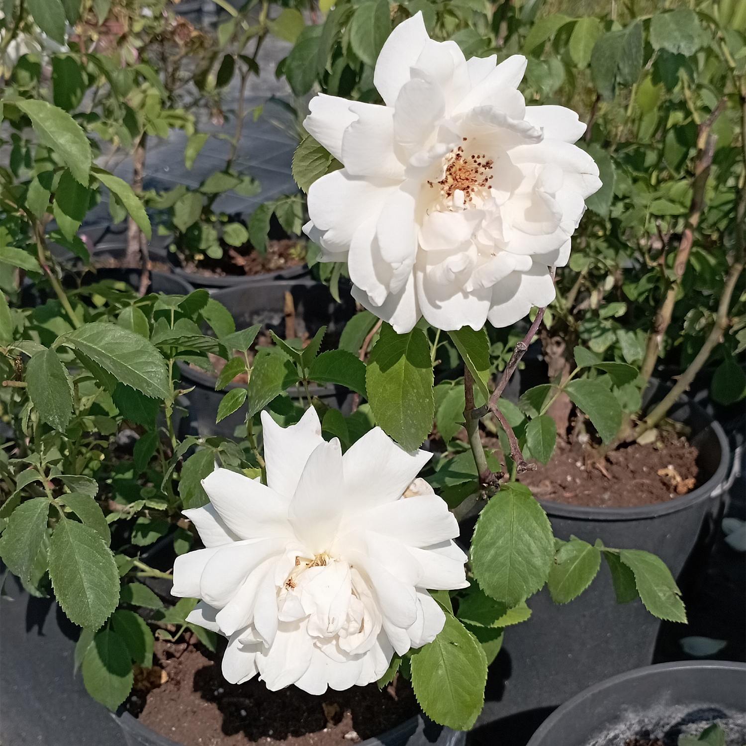 Роза плетистая "Ilse Krohn Superior" ("Ильзе Крон Супериор")