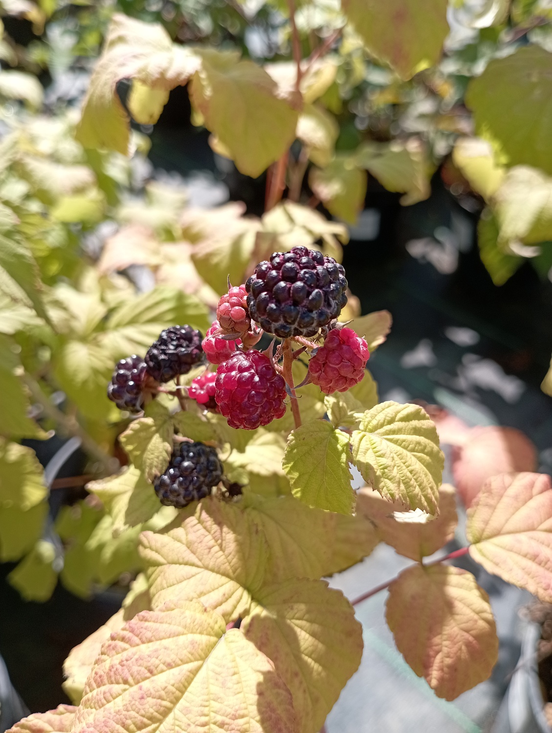 Малина черная Кумберленд