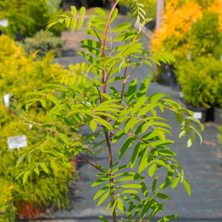 Рябина "Рубиновая"