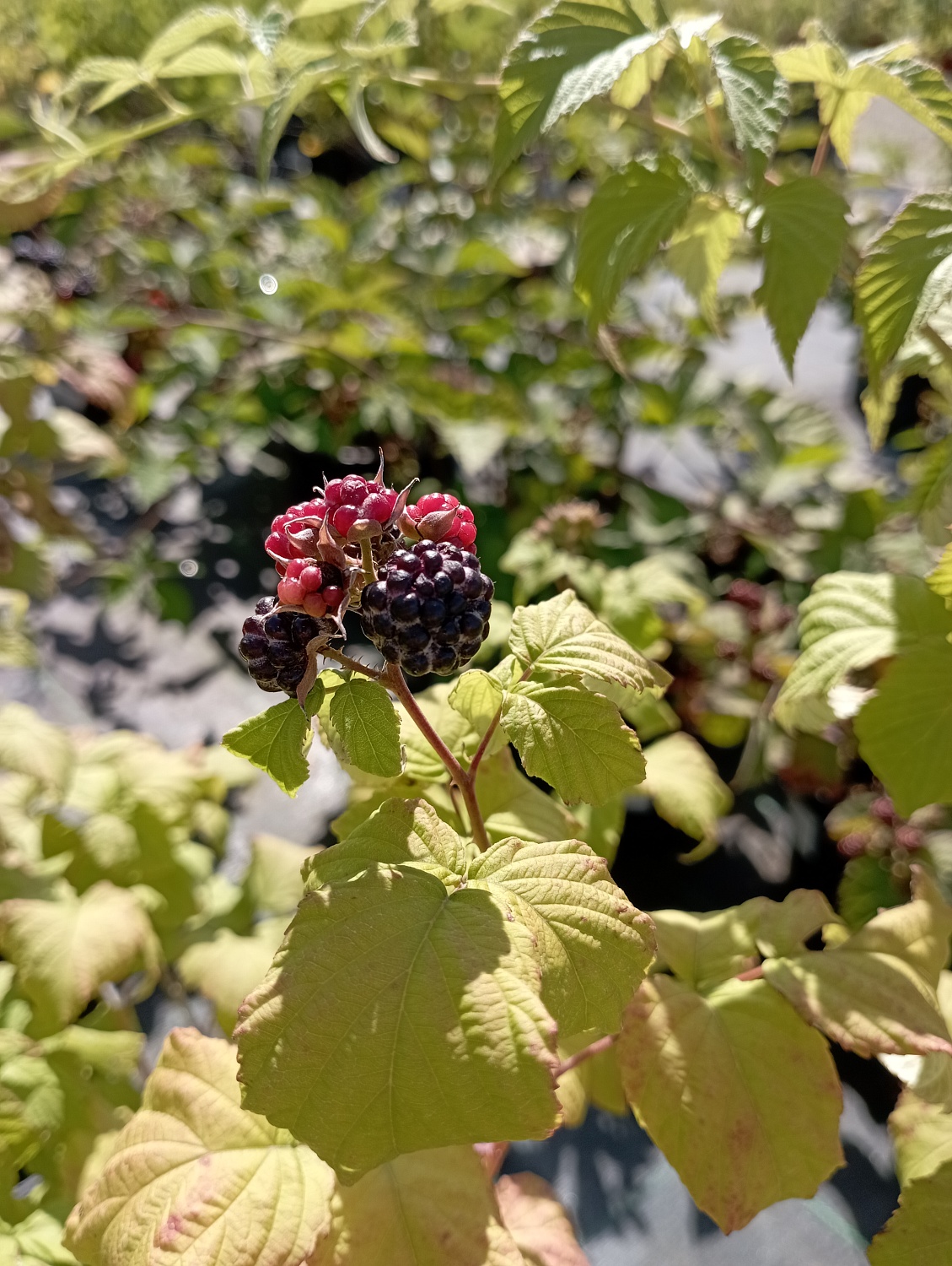 Малина черная Кумберленд