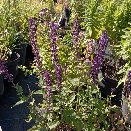 Шалфей дубравный