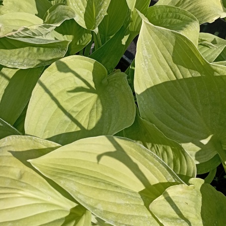 Хоста "Hyacinthina" (Гиацинтина) Хоста "Hyacinthina" (Гиацинтина)