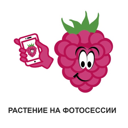 Крыжовник "Малахит" Крыжовник "Малахит"