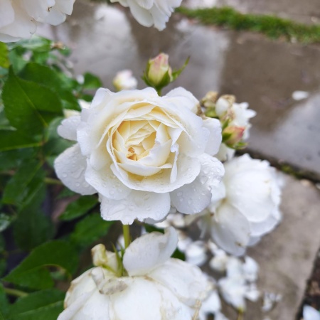 Роза Вайсе Грюсс