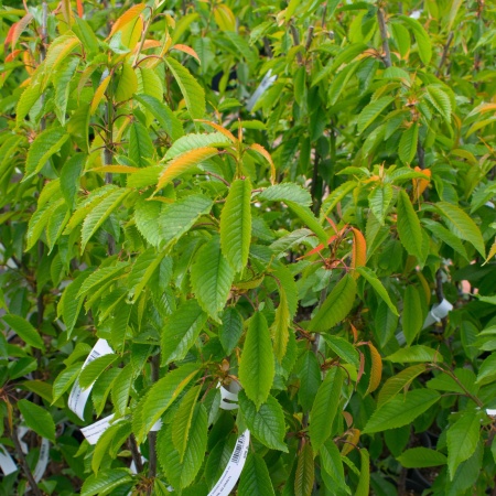 Черешня "Тютчевка"