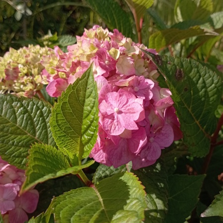 Гортензия крупнолистная "Endless Summer Bloomstar" (Эндлесс Саммер Блумстар)