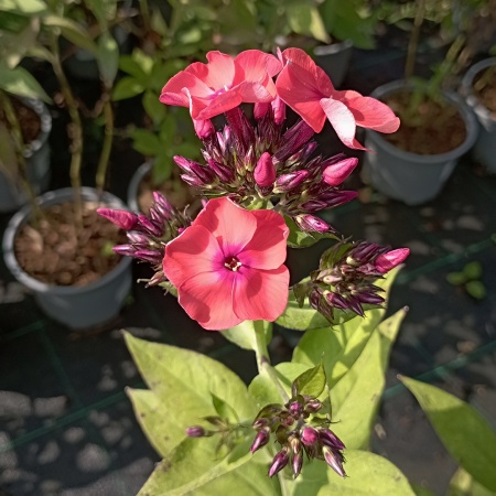 Флокс метельчатый "Orange Perfection" (Оранж Перфекшн)