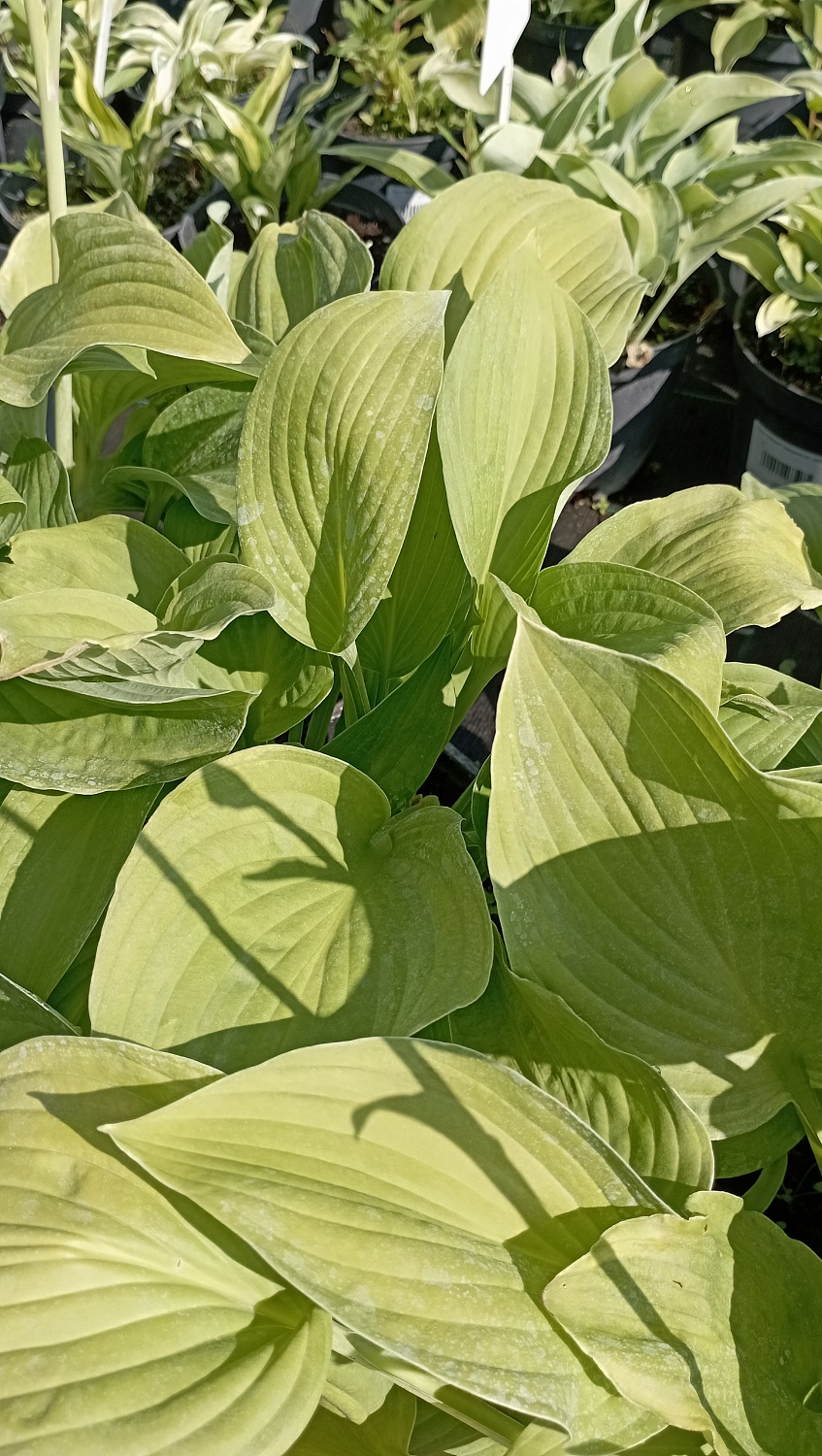 Хоста "Hyacinthina" (Гиацинтина) Хоста "Hyacinthina" (Гиацинтина)