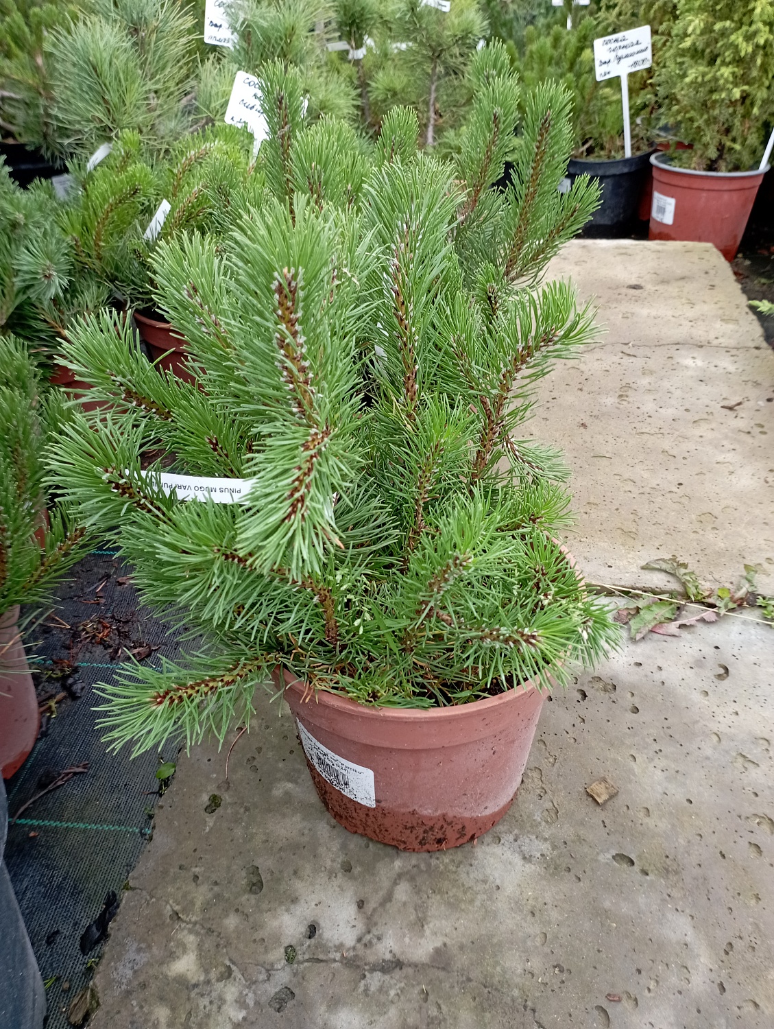 Сосна горная "Pumilio"