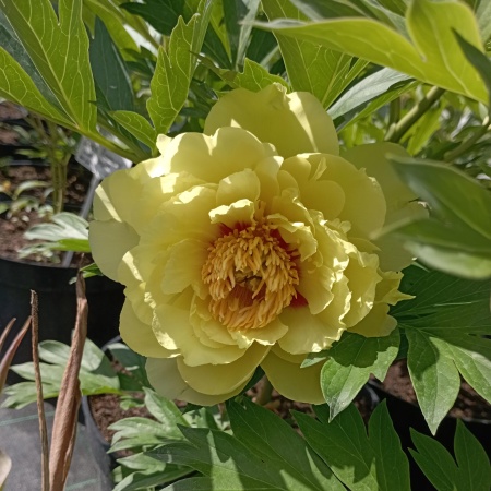 Пион ИТО-гибрид "Bartzella" (Бартзелла) Пион ИТО-гибрид "Bartzella" (Бартзелла)