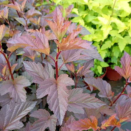 Пузыреплодник калинолистный "Diabolo"