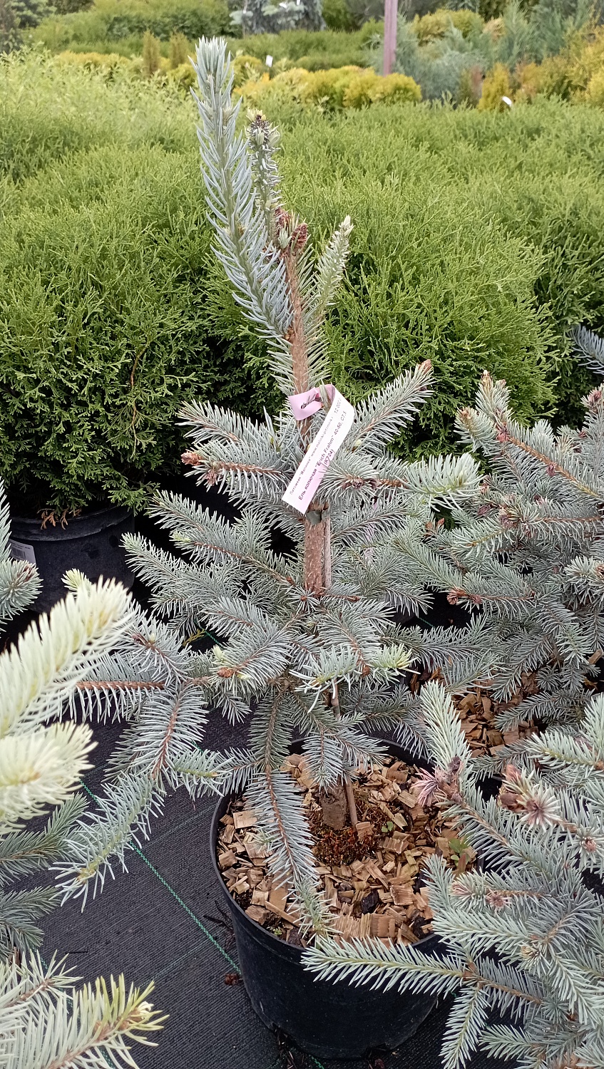 Ель колючая "Erich Frahm"