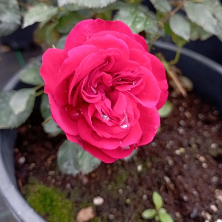 Роза английская "Кинг Артур" (King Arthur) Роза английская "Кинг Артур" (King Arthur)