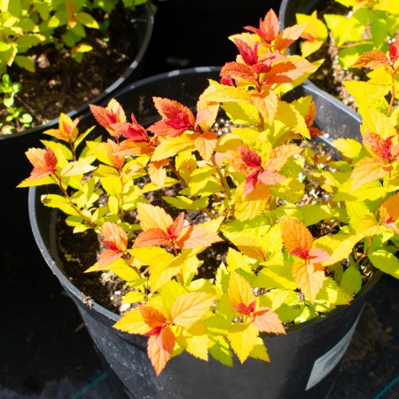 Спирея японская "Magic Carpet "Walbuma" (Мэджик Карпет)