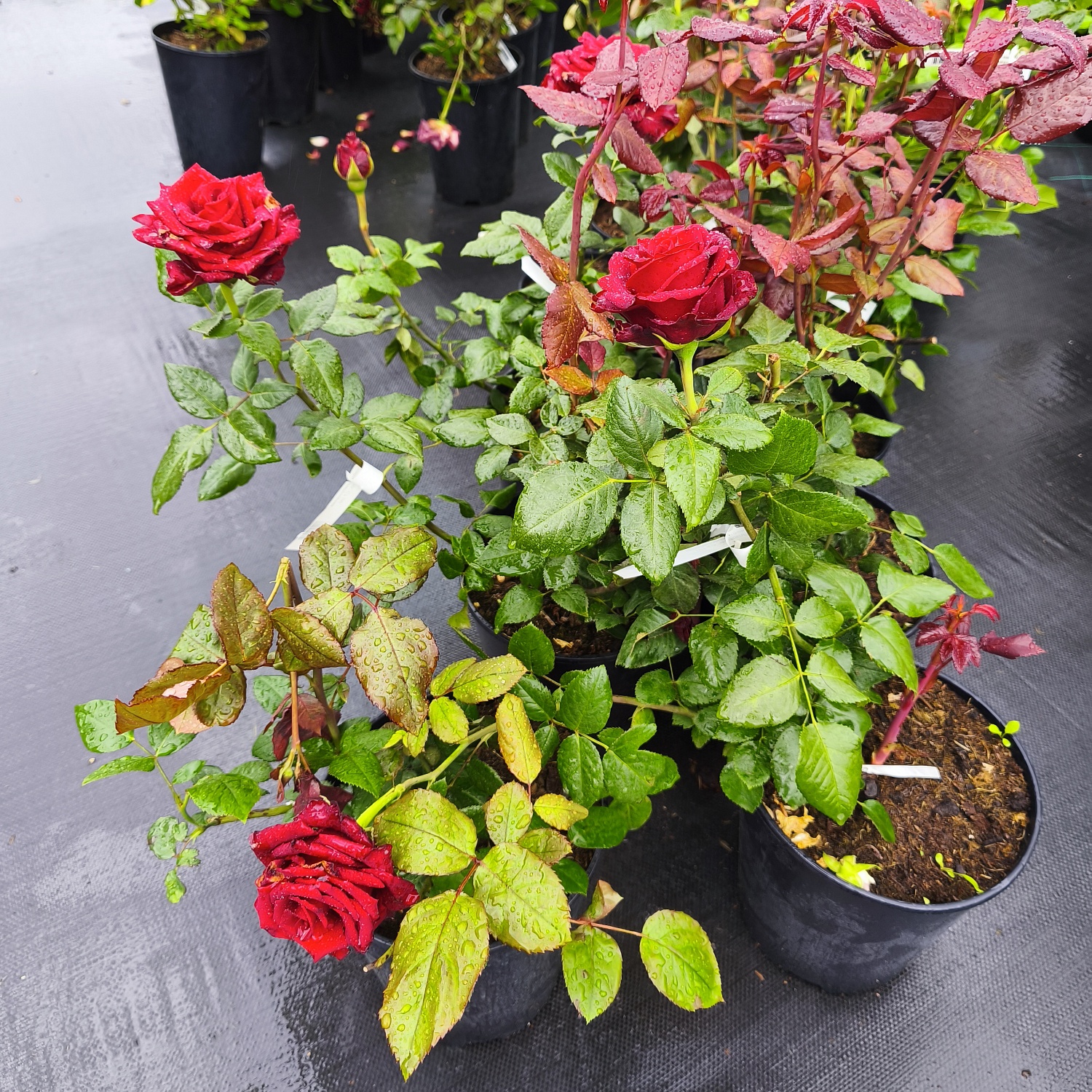 Роза Эксплорер