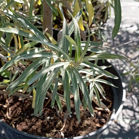 Облепиха Гибрид Перчика