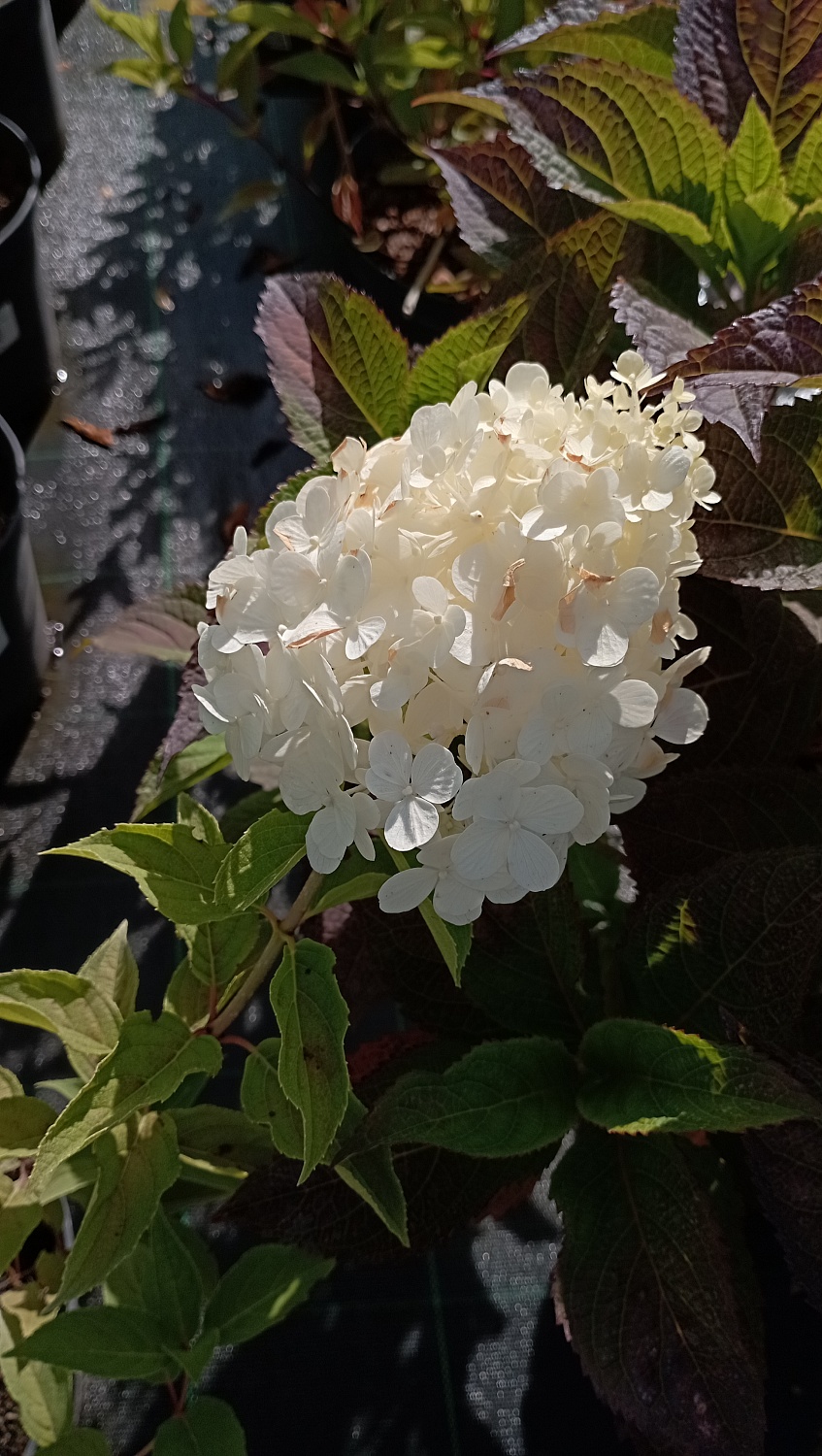 Гортензия метельчатая "Magical Kilimanjaro" (Мэджикал Килиманджаро)