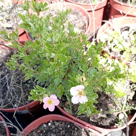 Лапчатка Lovely Pink (Лавли Пинк)