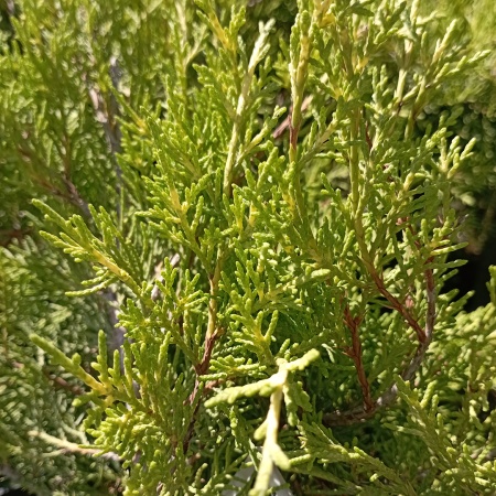 Можжевельник средний "Old Gold"