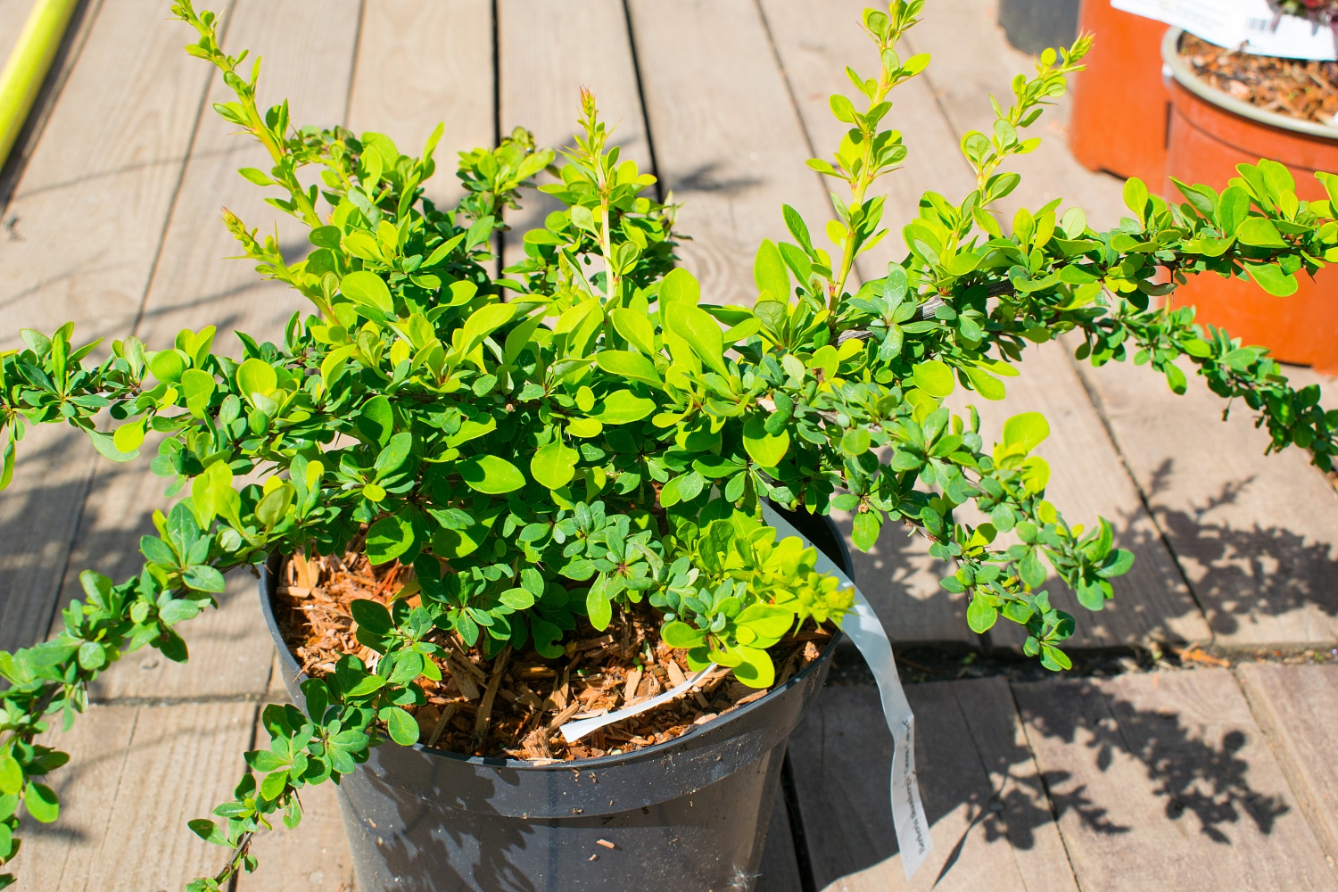 Барбарис тунберга "Green Carpet" (Грин Карпет)