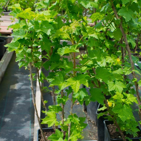 Смородина "Белая фея" Смородина "Белая фея"