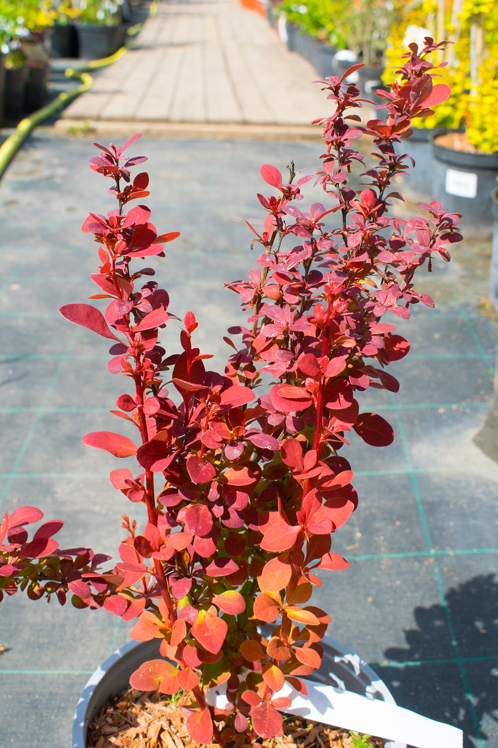 Барбарис тунберга "Orange Rocket " (Оранж Рокет) Барбарис тунберга "Orange Rocket " (Оранж Рокет)