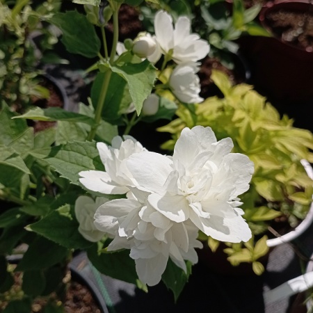 Чубушник венечный "Память о Вехове"