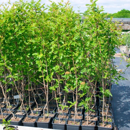 Рябина Гранатная