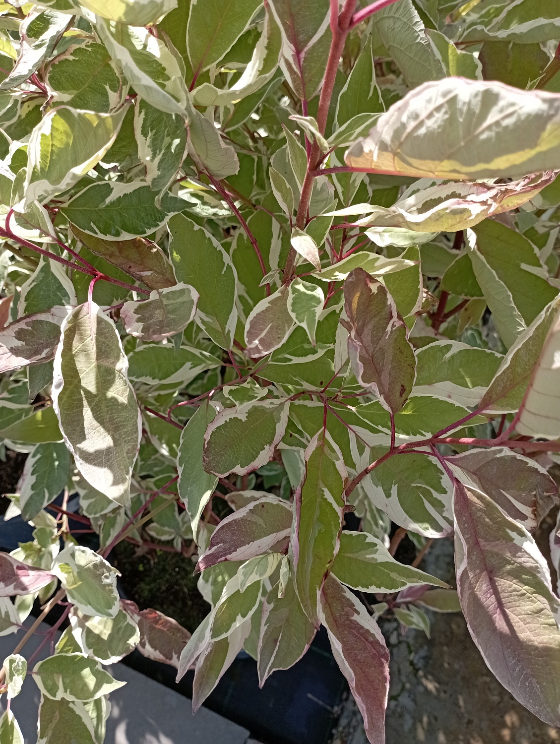 Дерен белый "Elegantissima"