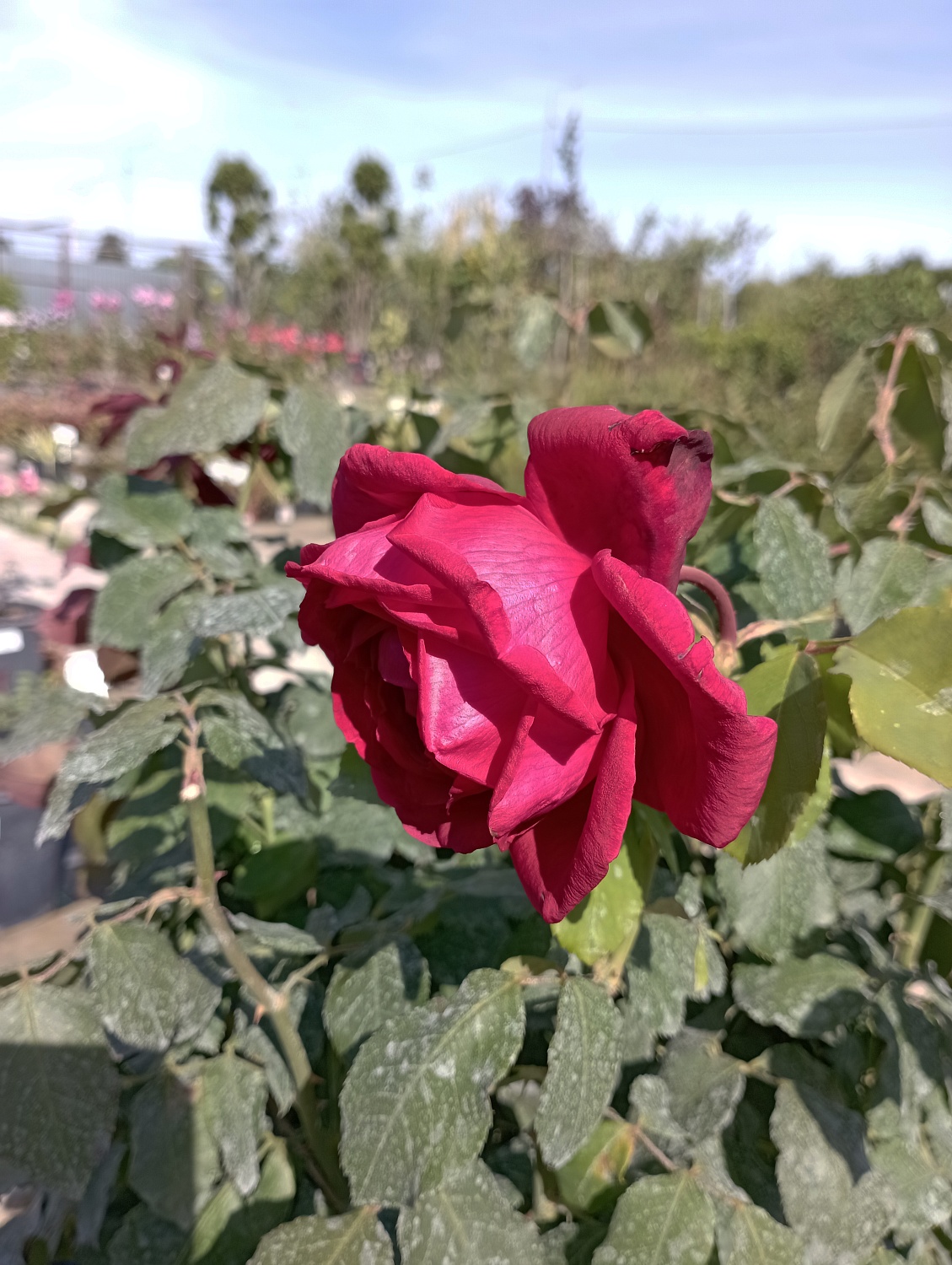 Роза чайно-гибридная "Юбилей Папы Мейланд" (Jubile Papa Meilland)